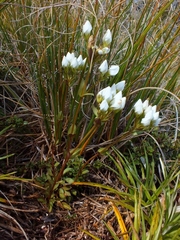 Gentianella montana