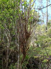 Calyptospora columnaris