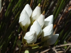 Gentianella montana