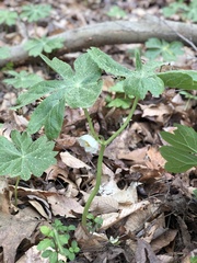 Podophyllum peltatum