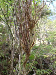 Calyptospora columnaris