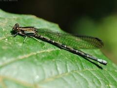 Argia elongata