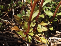 Gentianella montana