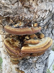 Ganoderma polychromum