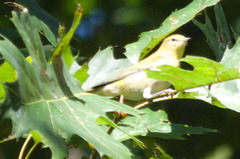 Leiothlypis peregrina