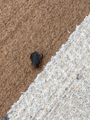 Thermonectus nigrofasciatus