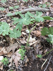 Podophyllum peltatum