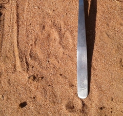 Lycalopex vetulus