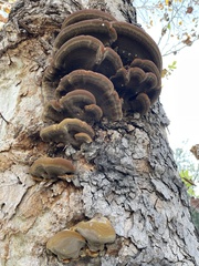 Ganoderma polychromum