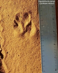 Lycalopex vetulus