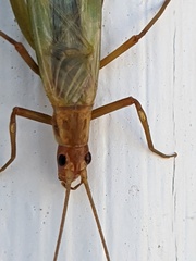 Oecanthus pini