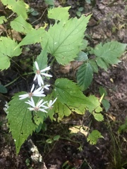 Eurybia divaricata