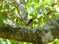 Myiagra vanikorensis