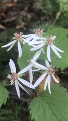 Eurybia divaricata