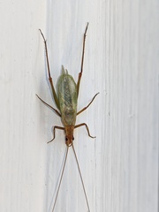 Oecanthus pini