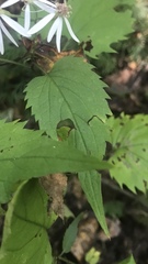 Eurybia divaricata