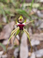 Caladenia parva