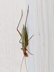 Oecanthus pini