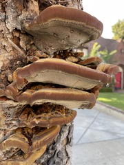 Ganoderma polychromum