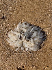 Sepioteuthis australis