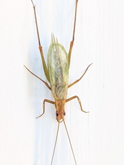 Oecanthus pini