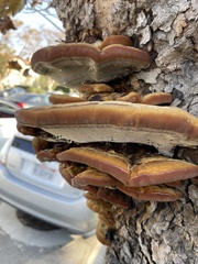 Ganoderma polychromum