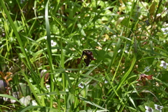 Fritillaria camschatcensis