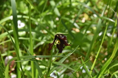 Fritillaria camschatcensis