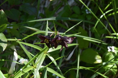 Fritillaria camschatcensis