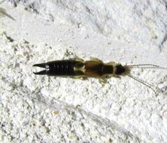 Euborellia cincticollis