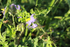 Solanum citrullifolium