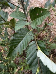 Alnus rubra
