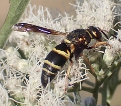 Euodynerus hidalgo boreoorientalis
