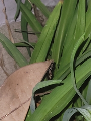 Euptoieta claudia