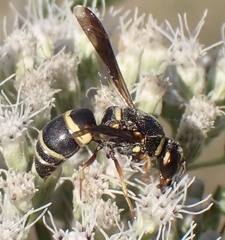 Euodynerus hidalgo boreoorientalis