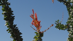 Fouquieria splendens splendens