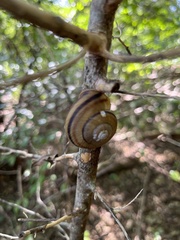 Nesiohelix samarangae