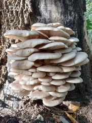 Pleurotus populinus