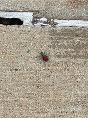 Cicindela scutellaris