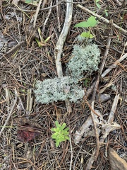 Pseudevernia consocians