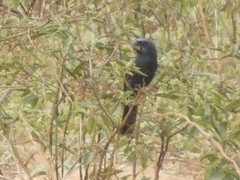 Cyanoloxia brissonii