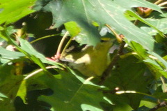 Leiothlypis peregrina