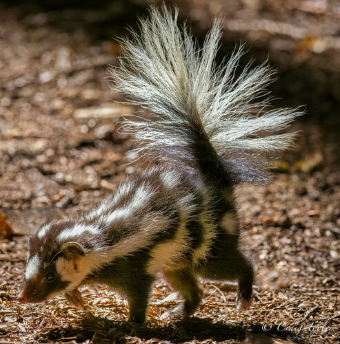 Western Spotted Skunk