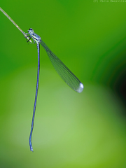 Mecistogaster modesta