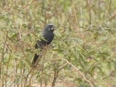 Cyanoloxia brissonii