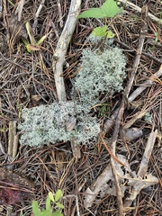 Pseudevernia consocians