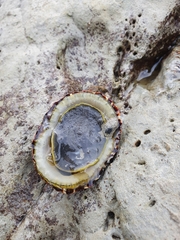 Cellana denticulata