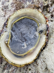 Cellana denticulata