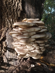 Pleurotus populinus