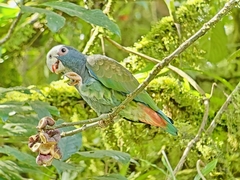 Pionus senilis